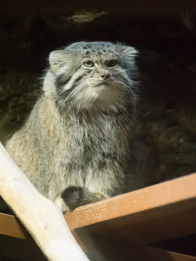 Фотография Клёна в Зоопарке Уено