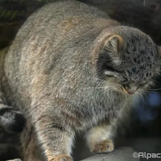 Фотография Мей в Царстве Животных Кобе