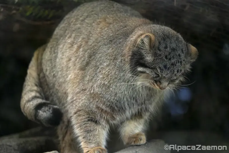 Фотография Мей в Царстве Животных Кобе