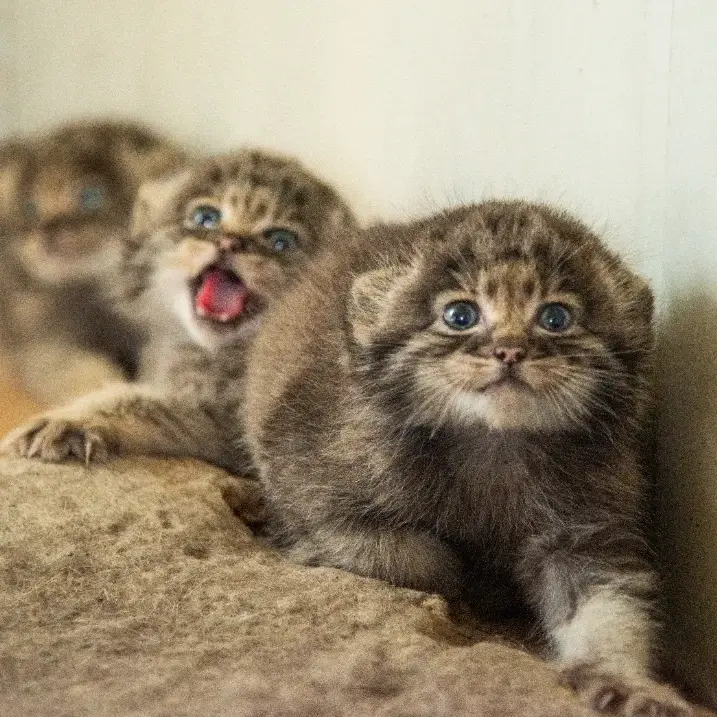 Фотография с манулом
