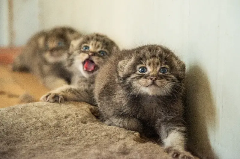 Фотография с манулом