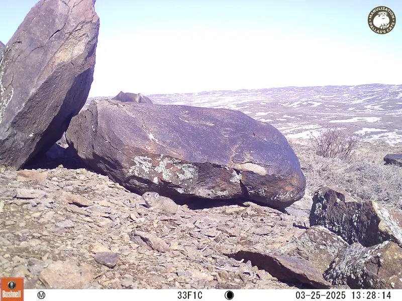 Фотография Казахскаи Пищухи с фотоловушки Кошкар