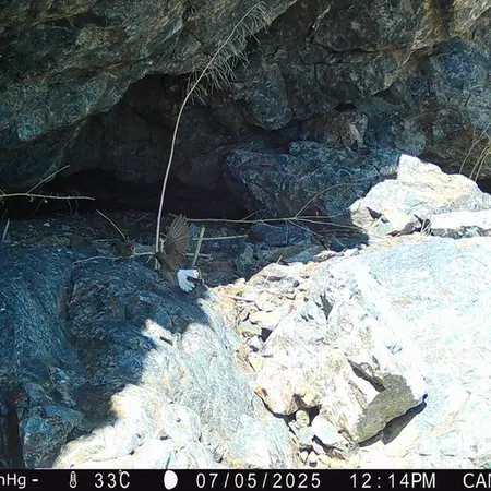 Фотография с манулом с фотоловушки Жунды 1