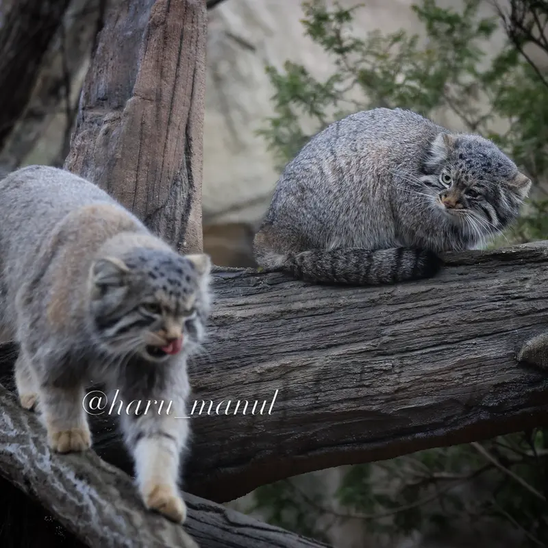 Фотография Нагому и Абрикос в Царстве Животных Насу