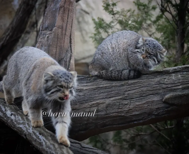 Фотография Нагому и Абрикос в Царстве Животных Насу