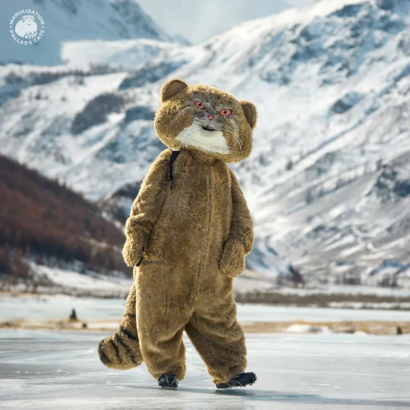 Фотография с манулом