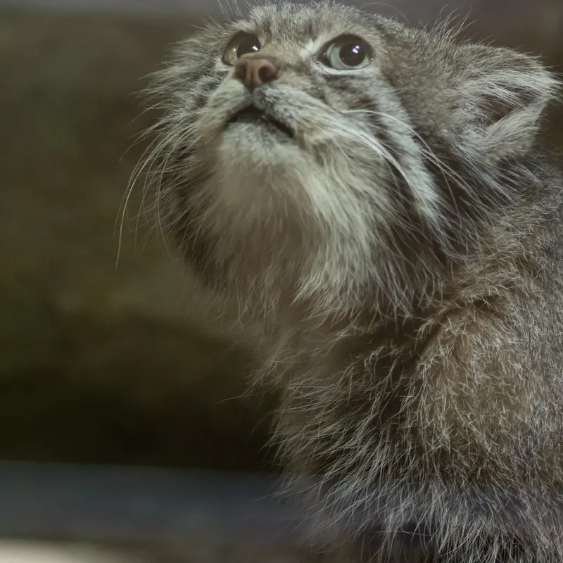 Фотография Клёна в Зоопарке Уено