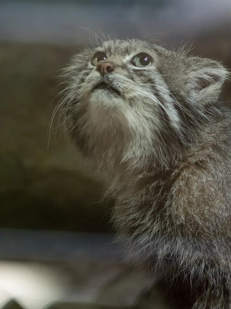 Фотография Клёна в Зоопарке Уено