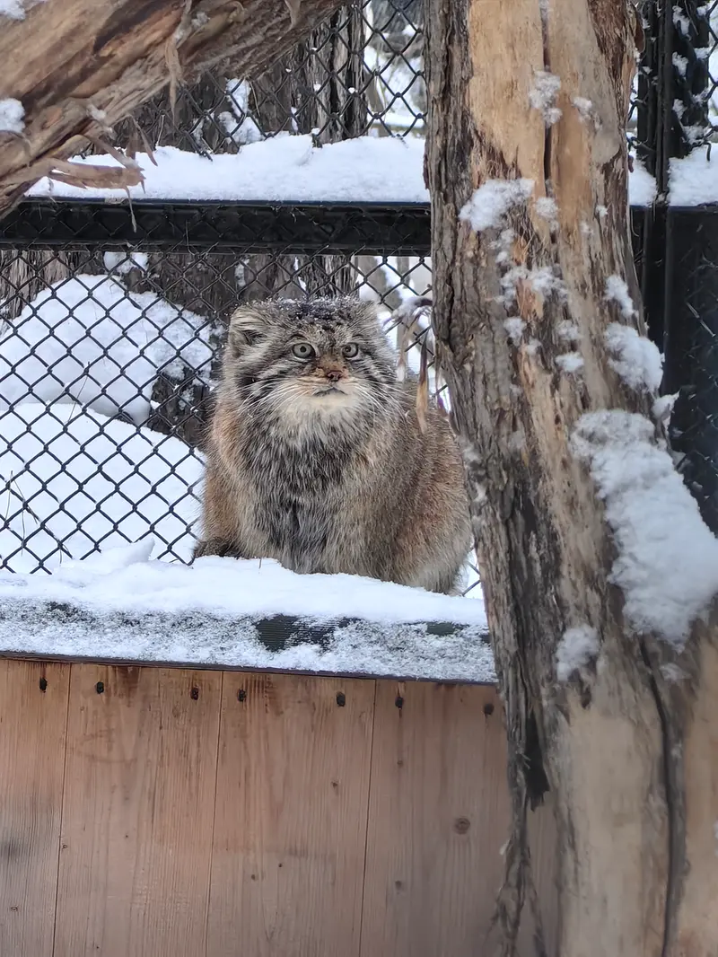 Фотография Ласточки в Новосибирском Зоопарке