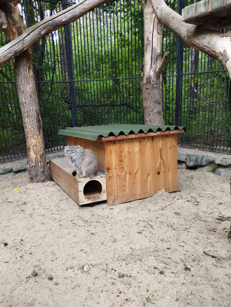 Фотография с манулом в Новосибирском Зоопарке