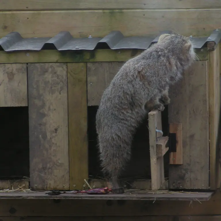 Фотография Алтая в Лэйклэнде Вайлдлайф Оазисе