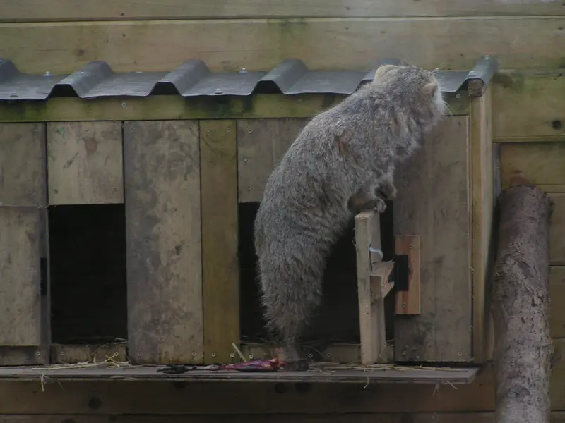 Фотография Алтая в Лэйклэнде Вайлдлайф Оазисе