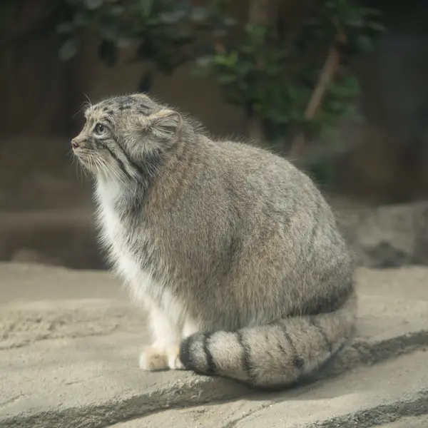 Фотография Аз в Царстве Животных Кобе