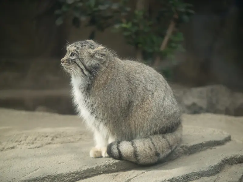 Фотография Аз в Царстве Животных Кобе