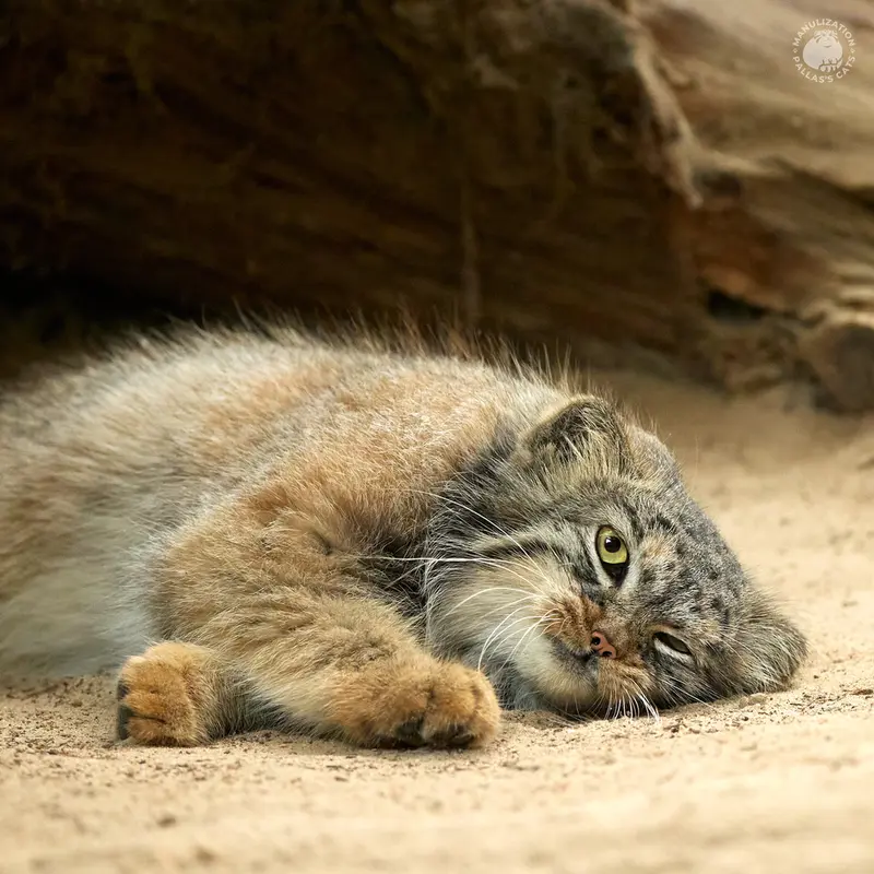 Фотография Алтаны в Ла Торбиере