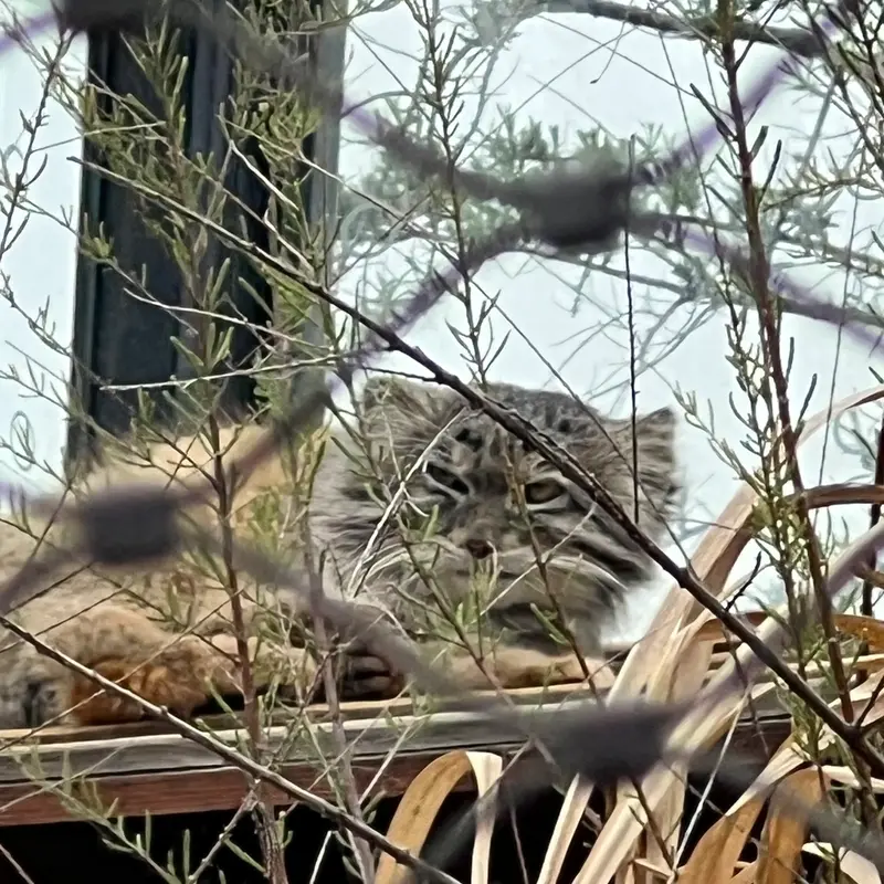Фотография Спая в Пражском Зоопарке