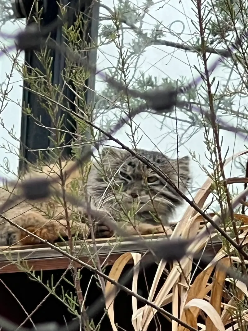 Фотография Спая в Пражском Зоопарке