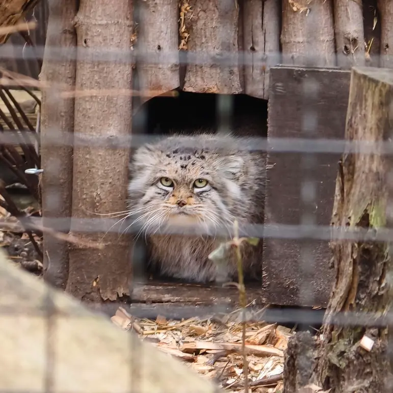 Фотография Джесси в Варшавском Зоопарке