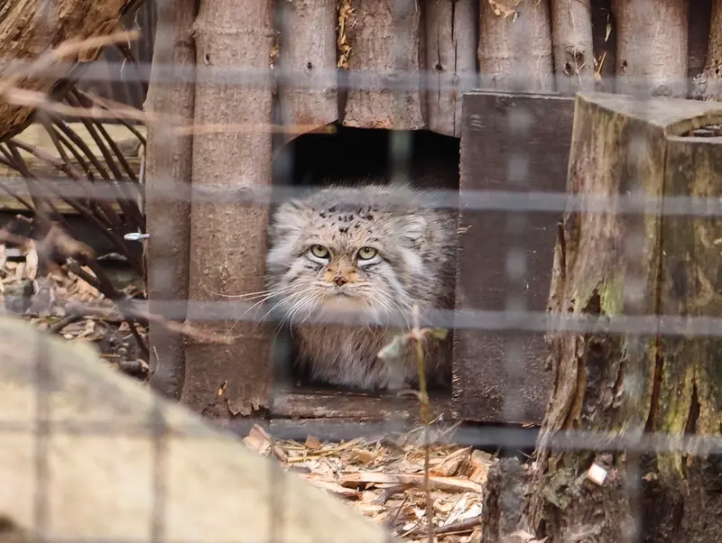 Фотография Джесси в Варшавском Зоопарке