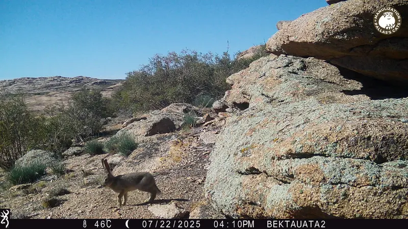 Фотография Заяц-Русака с фотоловушки Бектауата 2