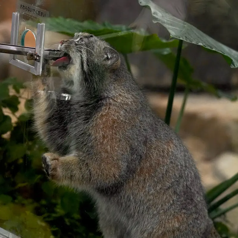 Фотография Нара в Царстве Животных Кобе