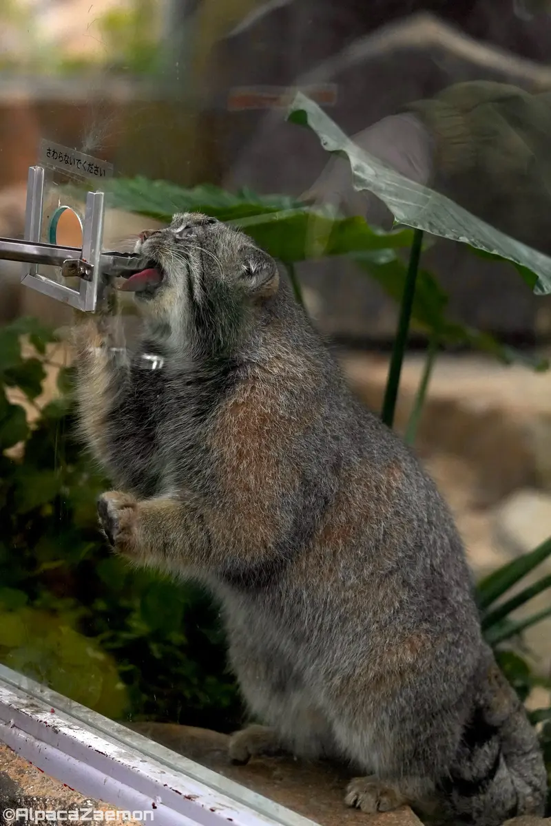 Фотография Нара в Царстве Животных Кобе