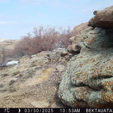 Фотография с манулом с фотоловушки Бектауата 2