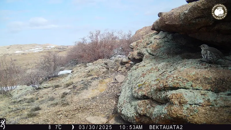 Фотография с манулом с фотоловушки Бектауата 2