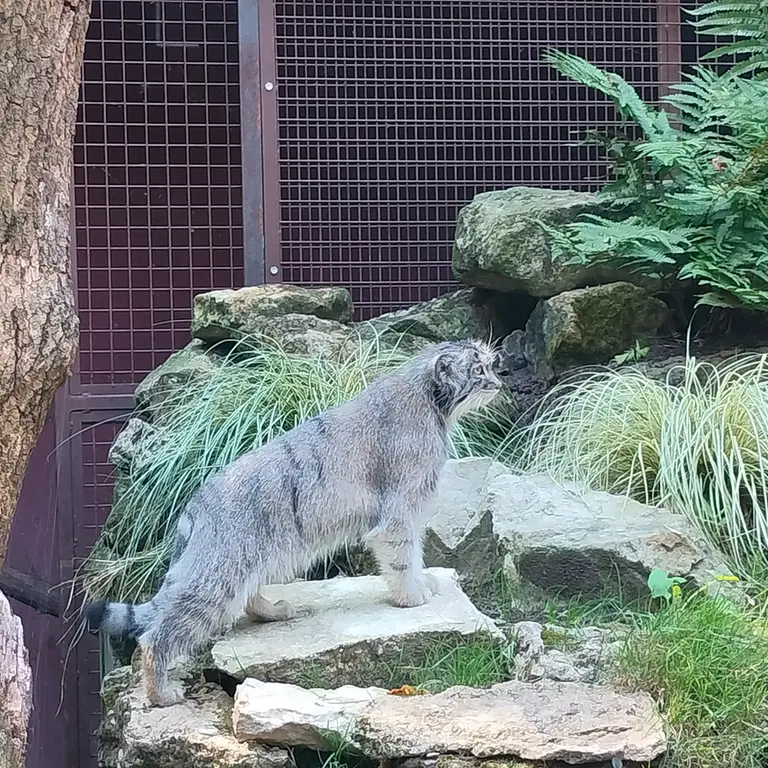 Фотография Колли-Олли в Зверинце ботанического сада