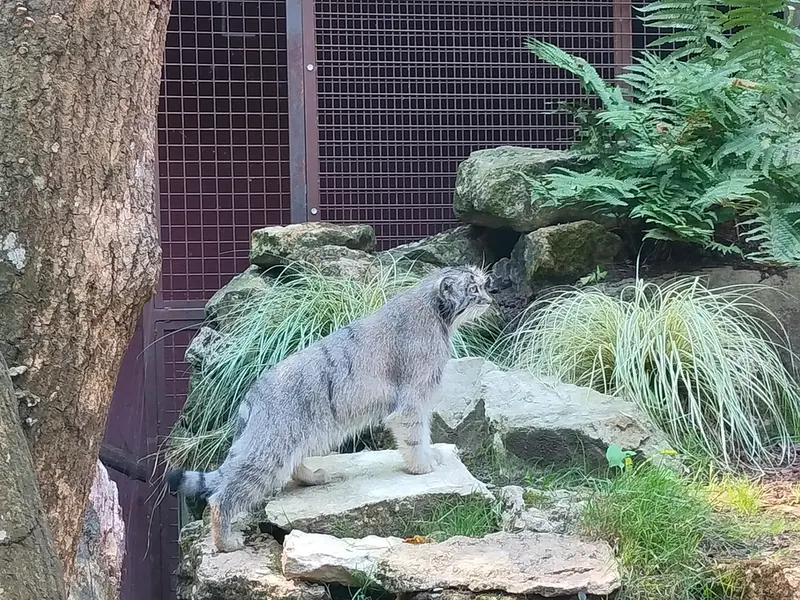 Фотография Колли-Олли в Зверинце ботанического сада