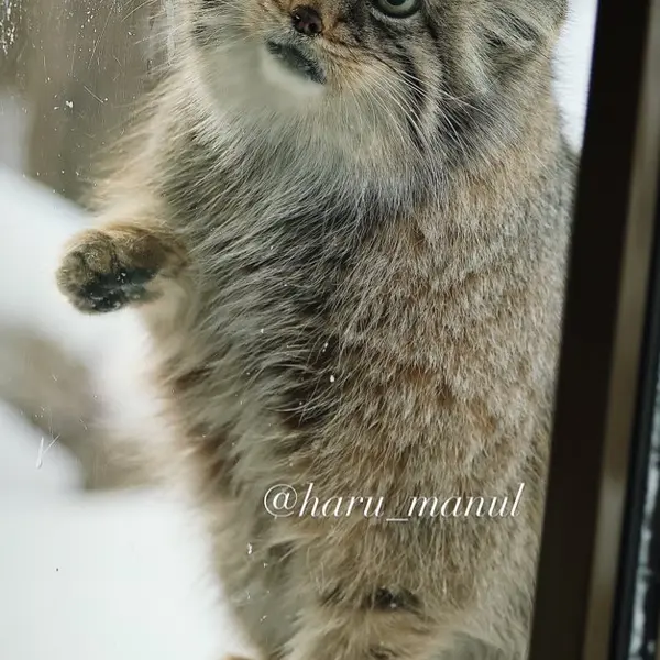 Фотография Полли в Царстве Животных Насу