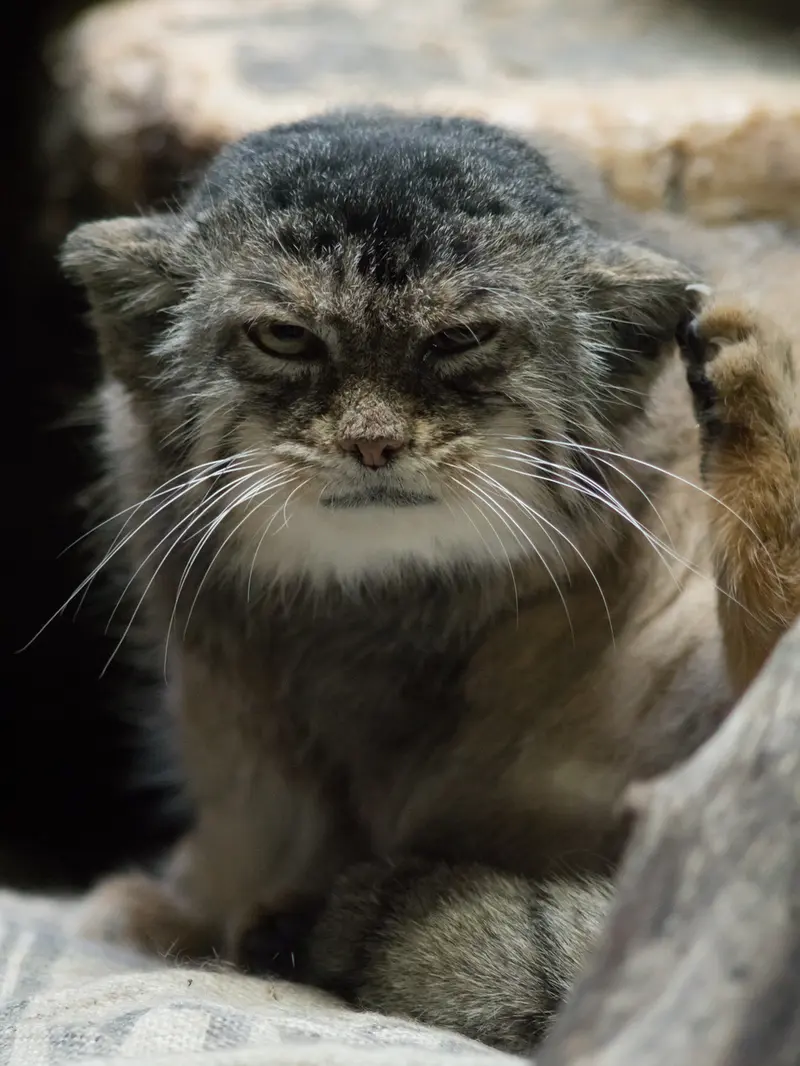 Фотография Примулы в Зоопарке Уено