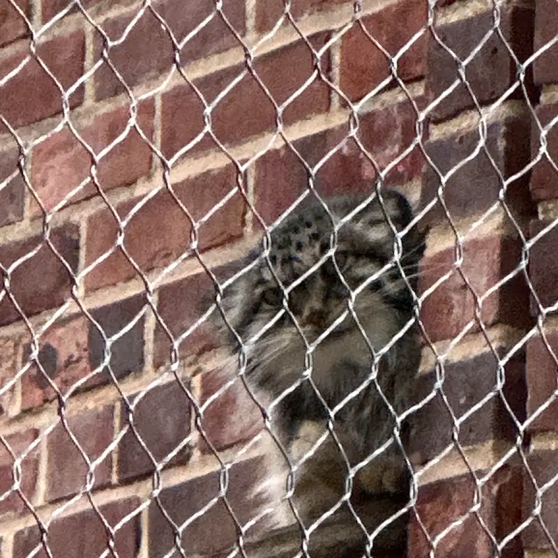 Фотография с манулом в Зоопарке Проспект-парка