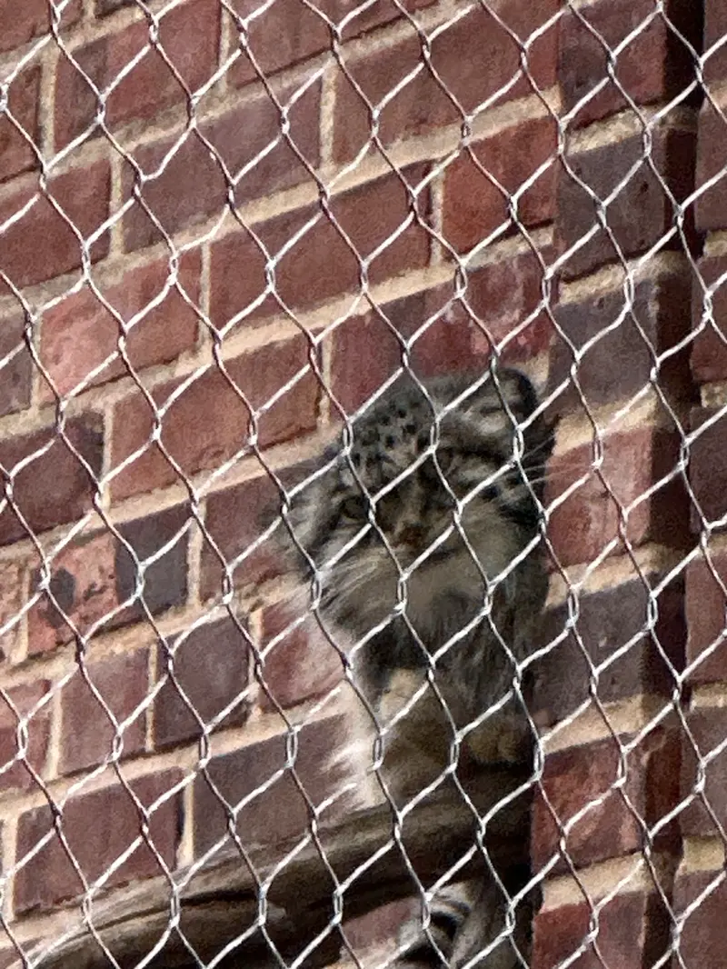 Фотография с манулом в Зоопарке Проспект-парка