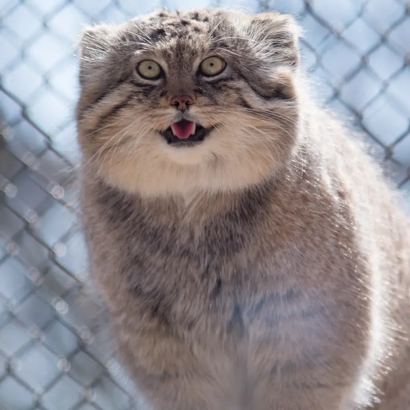 Фотография Лотоса в Детском зоопарке Сайтама