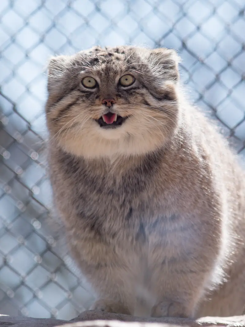 Фотография Лотоса в Детском зоопарке Сайтама