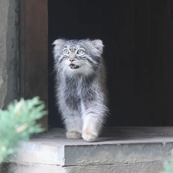 Фотография с манулом в Московском Зоопарке