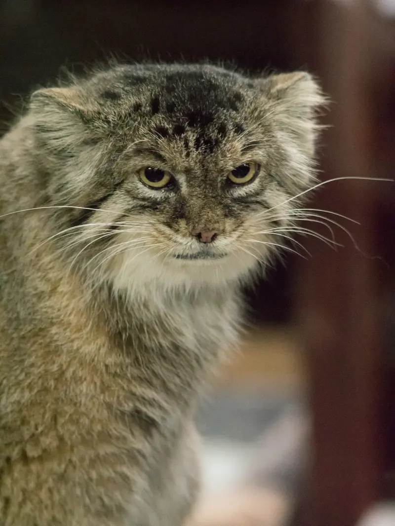 Фотография Примулы в Зоопарке Уено