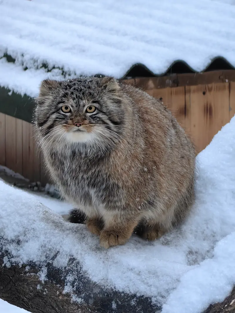 Фотография Сына Снежинки 2025 г.р. Ⅲ в Новосибирском Зоопарке