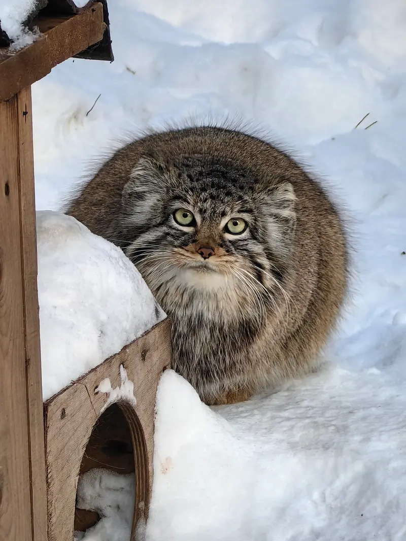 Фотография Евчонки 2023 Г.р. Ⅲ в Новосибирском Зоопарке