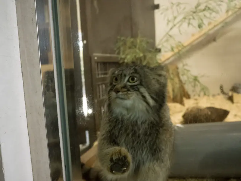 Фотография Фиги в Зоопарке Ногеяме