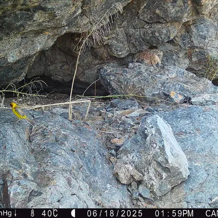 Фотография с манулом с фотоловушки Жунды 1