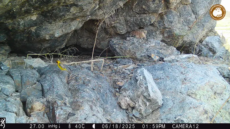 Фотография с манулом с фотоловушки Жунды 1