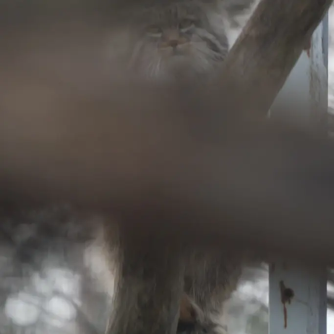 Фотография с манулом