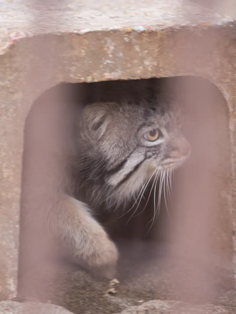 Фотография Фиги в Зоопарке Ногеяме