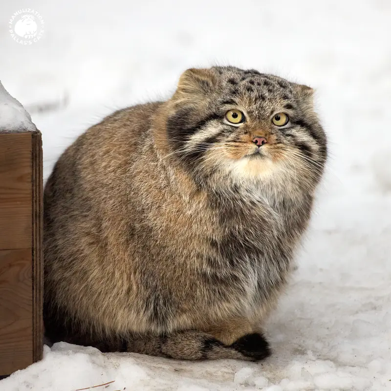 Фотография Менсу в Новосибирском Зоопарке