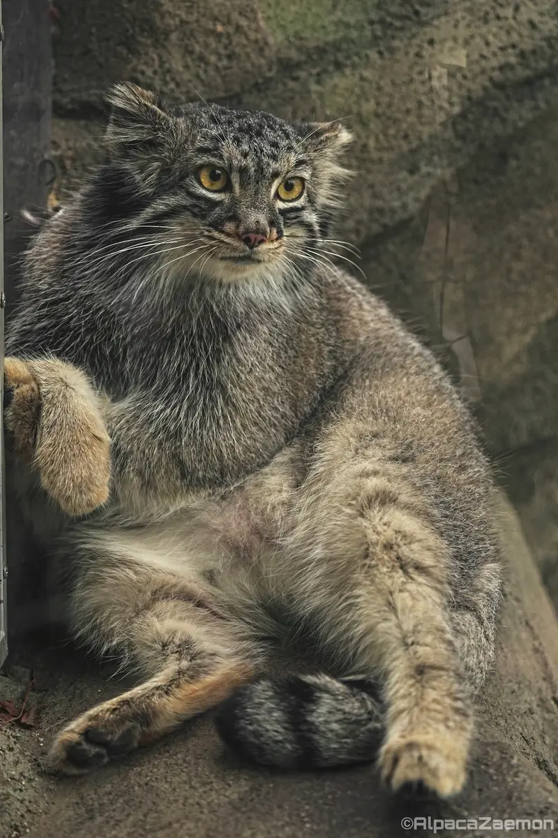 Фотография Мей в Царстве Животных Кобе