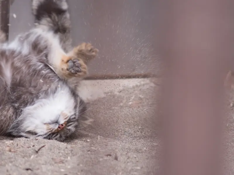 Фотография Фиги в Зоопарке Ногеяме