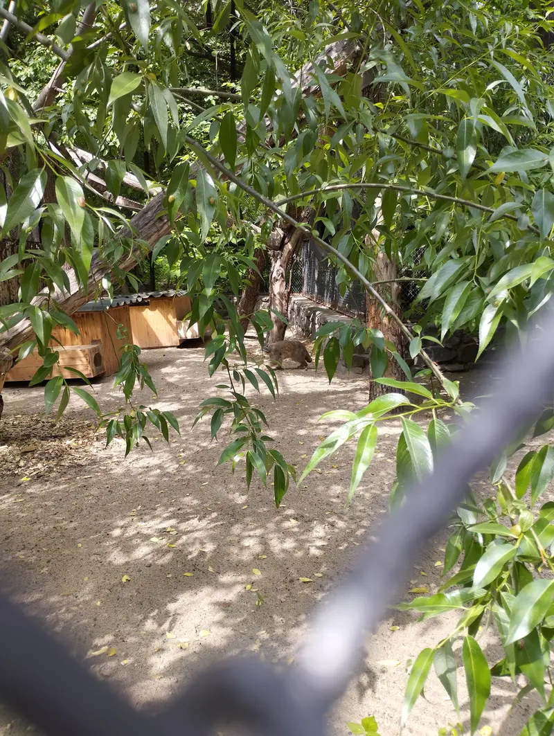 Фотография с манулом в Новосибирском Зоопарке