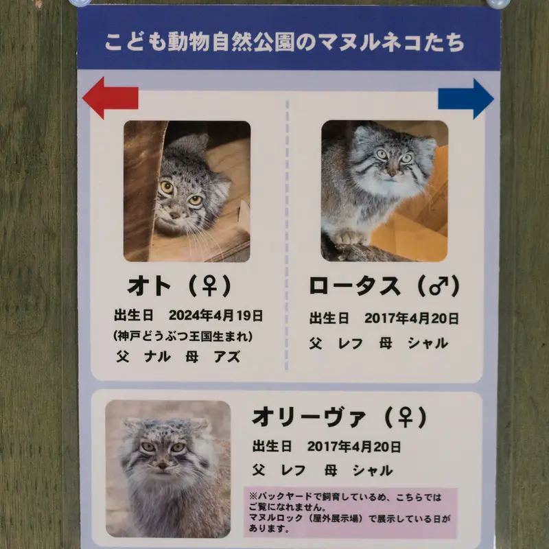 Фотография Лотоса, Оливы, и Ото в Детском зоопарке Сайтама